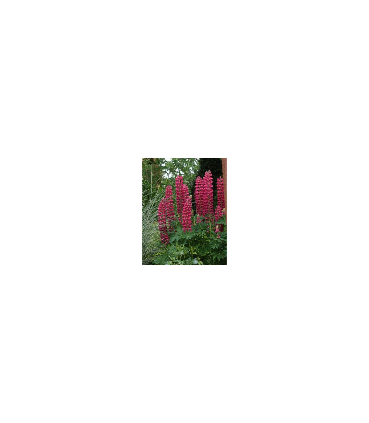 Vlčí bob červený - Lupina mnoholistá - Lupinus polyphyllus - semena vlčího bobu - 30 ks