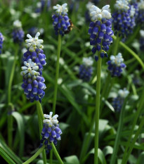 Modřenec Touch of snow - Muscari armeniaca - prodej cibulovin - 5 ks