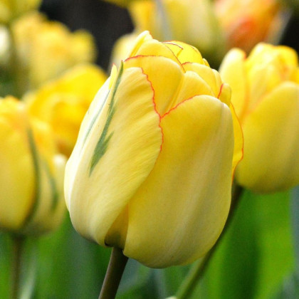 Tulipán plnokvětý Akebono - Tulipa - prodej cibulovin - 3 ks