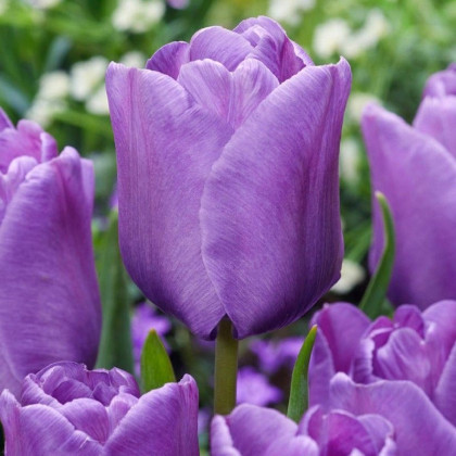 Tulipán Blue Aimable - Tulipa - prodej cibulovin - 3 ks