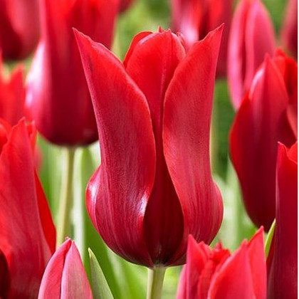 Tulipán Pieter de Leur - Tulipa - prodej cibulovin - 3 ks