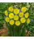 Narcis Sun Disc - Narcissus jonquilla - prodej cibulovin - 3 ks