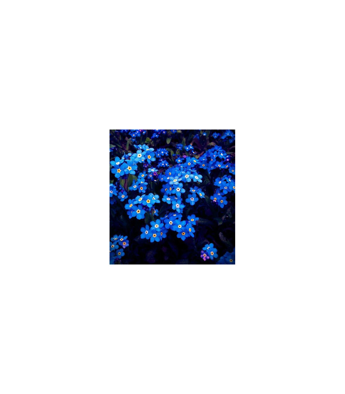 Pomněnka alpská temně modrá - Myosotis alpestris - prodej semen - 130 ks