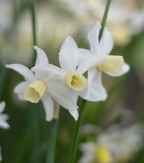 Narcis Toto - Narcissus - prodej cibulovin - 3 ks