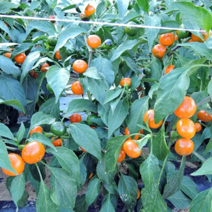 Chilli Korál oranžové - Capsicum annuum - prodej semen - 7 ks