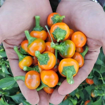 Chilli Korál oranžové - Capsicum annuum - prodej semen - 7 ks