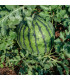 Vodní Meloun Saskatchewan - Citrullus lanatus - prodej semen - 6 ks