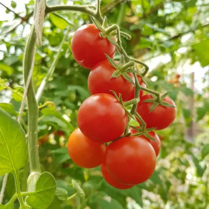 Rajče Resibella - Solanum lycopersicum - prodej semen - 6 ks