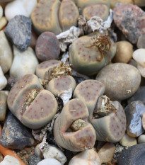 Lithops dinteri Dintergreen - prodej semen - 10 ks