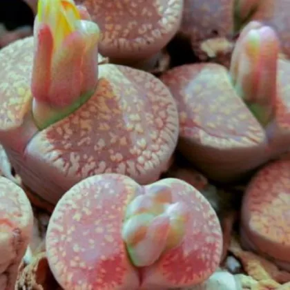 Lithops aucampiae Rudesheim Shiraz - prodej semen - 10 ks