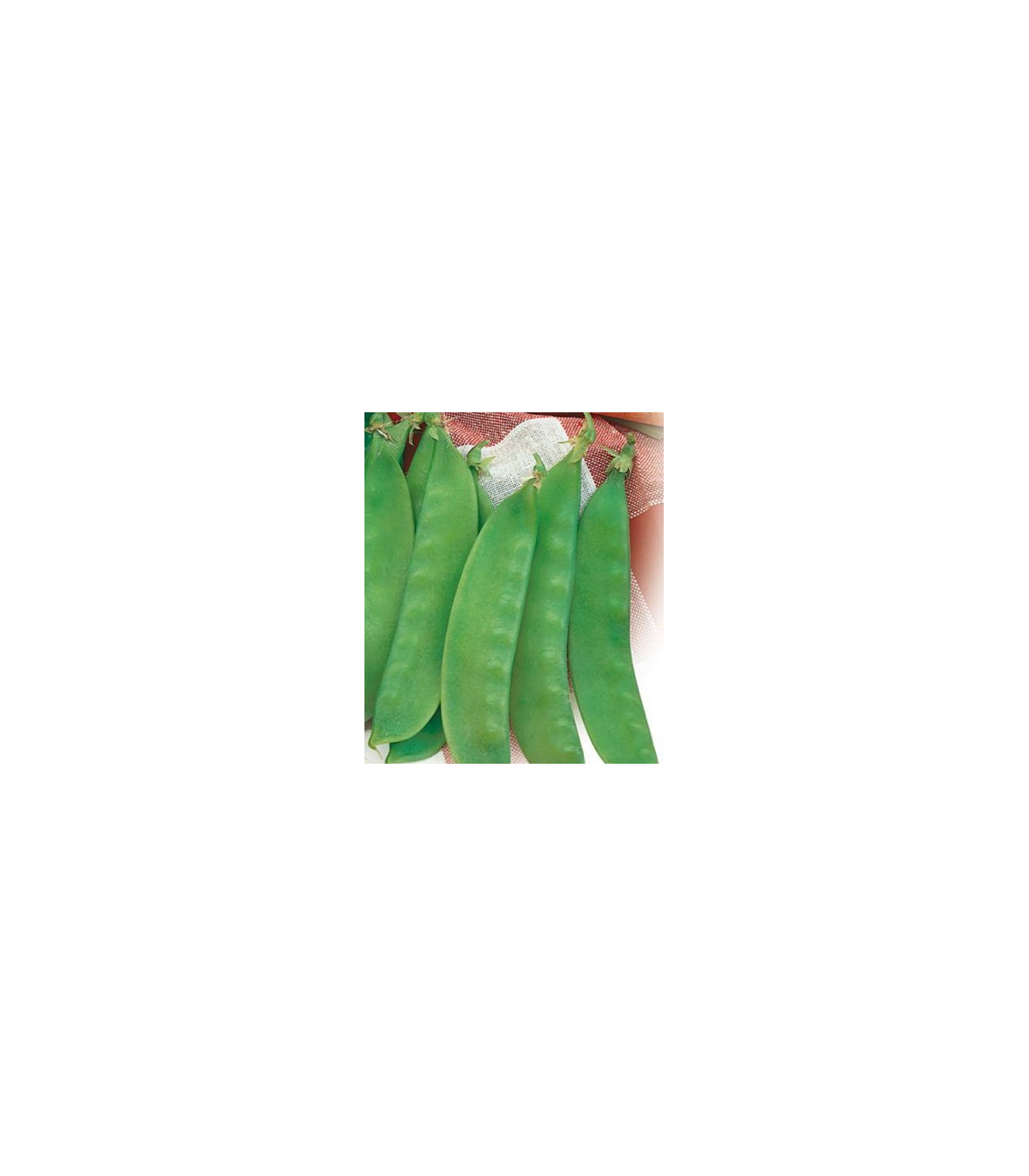 Hrách cukrový - Oregon - Pisum sativum - semena hrášku - 60 ks
