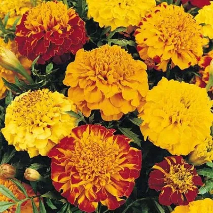 Aksamitník rozkladitý Primo - Tagetes patula - prodej semen - 0,3 g