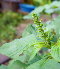 Laskavec Green Giant - Amaranthus tricolor - prodej semen - 400 ks