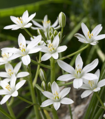 Snědek - Ornithogalum umbellatum - prodej cibulovin - 3 ks