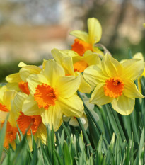 Narcis Jetfire - Narcissus - prodej cibulovin - 3 ks