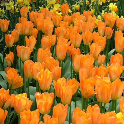 Tulipán Orange Brilliant - Tulipa - prodej cibulovin - 3 ks