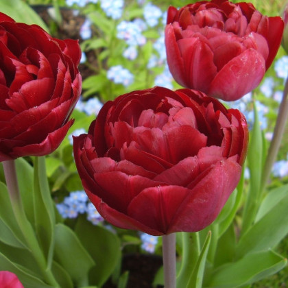 Tulipán Uncle Tom - Tulipa - prodej cibulovin - 3 ks