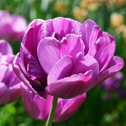 Tulipán Blue Diamond - Tulipa - prodej cibulovin - 3 ks