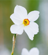 Narcis poetický Actaea - Narcissus poeticus - prodej cibulovin - 3 ks