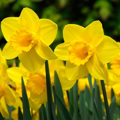 Narcis Carlton - Narcissus - prodej cibulovin - 3 ks