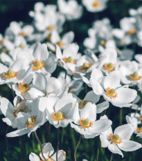 Sasanka Bride bílá - Anemone - prodej cibulovin - 3 ks