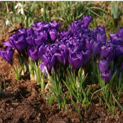 Krokus Remembrance - Crocus vernus - prodej cibulovin - 3 ks