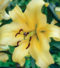 Lilie Honeymoon - Lilium - prodej cibulovin - 1 ks