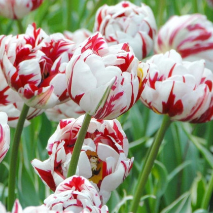 Tulipán Carnaval de Nice - Tulipa - prodej cibulovin - 3 ks