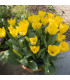Tulipán Yellow Purissima – Tulipa – cibuloviny – prodej tulipánů
