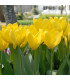 Tulipán Yellow Purissima - Tulipa - prodej cibulovin - 3 ks
