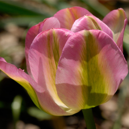 Tulipán Groenland - Tulipa - prodej cibulovin - 4 ks