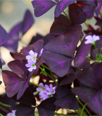 Šťavel trojhranný - Oxalis triangularis - prodej cibulovin - 3 ks