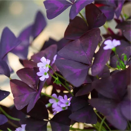 Šťavel trojhranný - Oxalis triangularis - prodej cibulovin - 3 ks