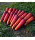 BIO Mrkev raná Rouge Sang - Daucus carota - prodej bio semen - 200 ks