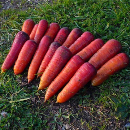 BIO Mrkev raná Rouge Sang - Daucus carota - prodej bio semen - 200 ks