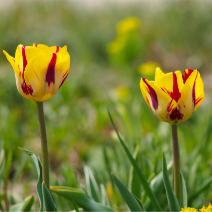 Tulipán Washington - Tulipa - prodej cibulovin - 3 ks