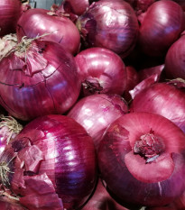 Cibule sazečka zimní Rote Winter - Allium cepa - prodej cibulovin - 50 ks