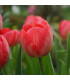 Tulipán Van Eijk - Tulipa - prodej cibulovin - 3 ks