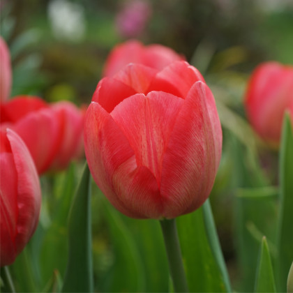 Tulipán Van Eijk - Tulipa - prodej cibulovin - 3 ks