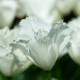 Tulipán White Parrot - Tulipa parrot - prodej cibulovin - 3 ks