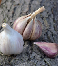 Sadbový česnek Rusinka - Allium sativum - paličák - prodej cibulí česneku - 1 balení