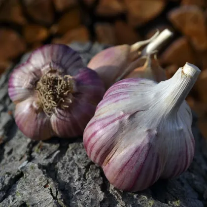 Sadbový česnek Janko - Allium sativum - paličák - prodej cibulí česneku - 1 balení