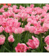 Tulipán Peach Blossom - Tulipa - prodej cibulovin - 3 ks
