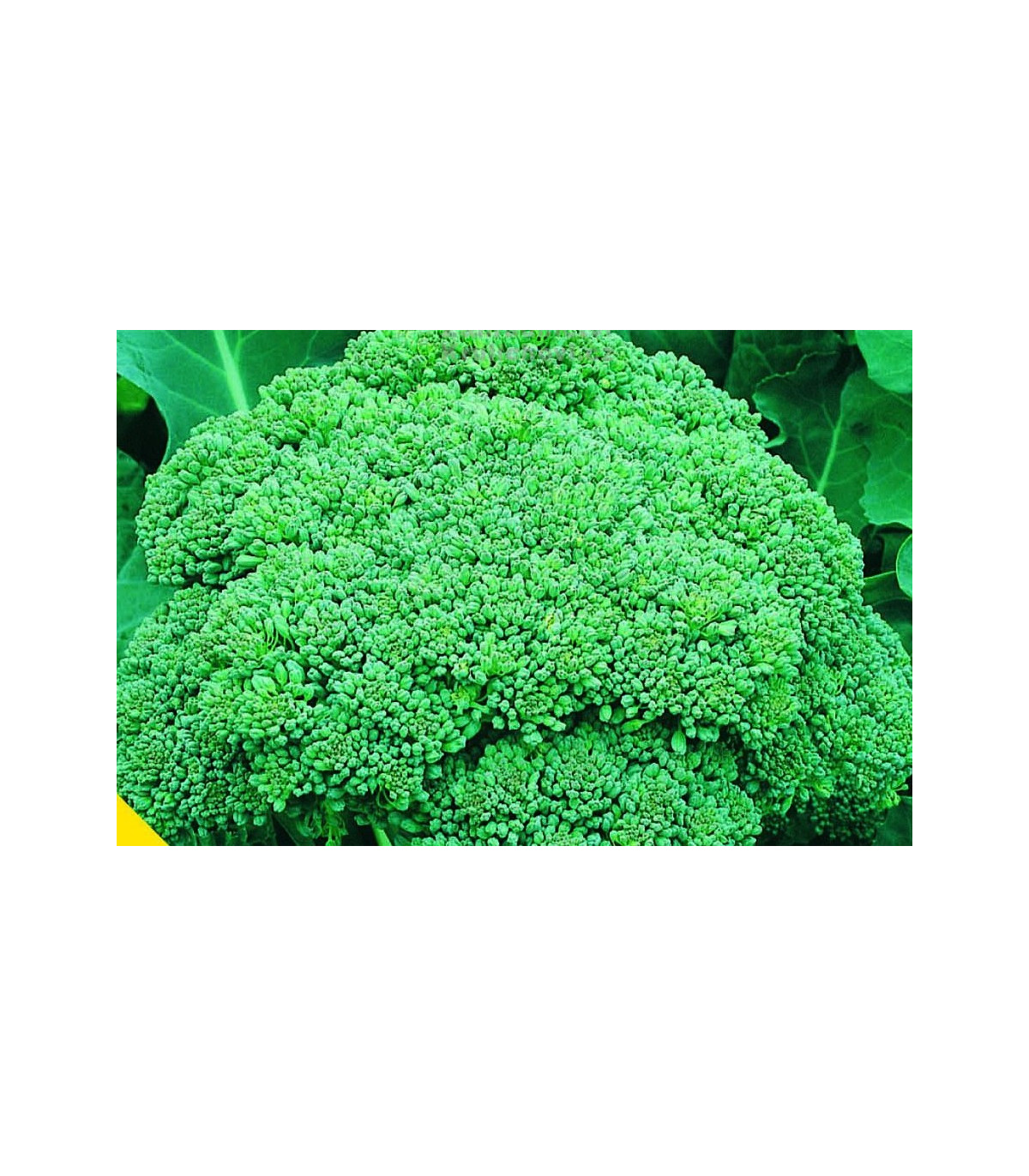 Brokolice Calabrese - Brassica oleracea L. - prodej semen brokolice - 0,9 gr