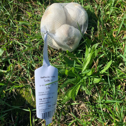 Sadbový česnek Lukan - Allium sativum - nepaličák - prodej cibulí česneku - 1 balení