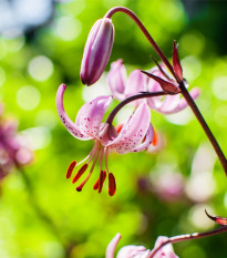 Lilie zlatohlavá Pink morning - Lilium martagon - prodej cibulovin  -1 ks