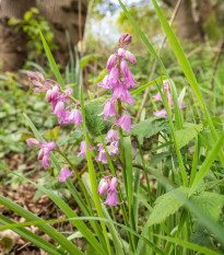 Hyacintovec španělský růžový - Hyacinthoides hispanica - prodej cibulovin - 5 ks