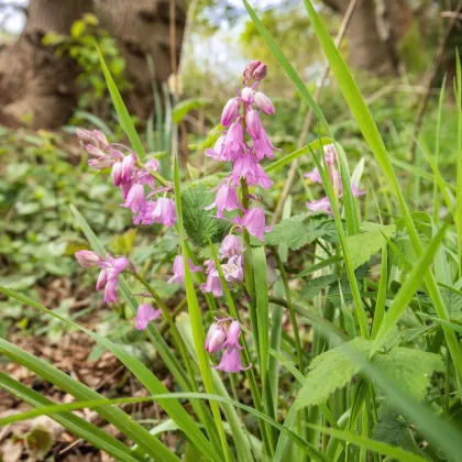 Hyacintovec španělský růžový - Hyacinthoides hispanica - prodej cibulovin - 5 ks