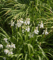 Hyacintovec španělský bílý - Hyacinthoides hispanica - prodej cibulovin - 5 ks