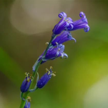 Hyacintovec britský - Hyacinthoides non scripta - prodej cibulovin - 5 ks